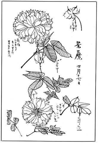 Chrysanthemum 1 Coloring Page